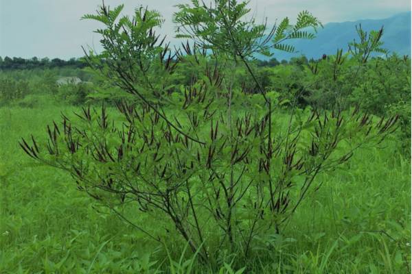 Amorpha fruticosa [Ph Anna Carpanelli ©]