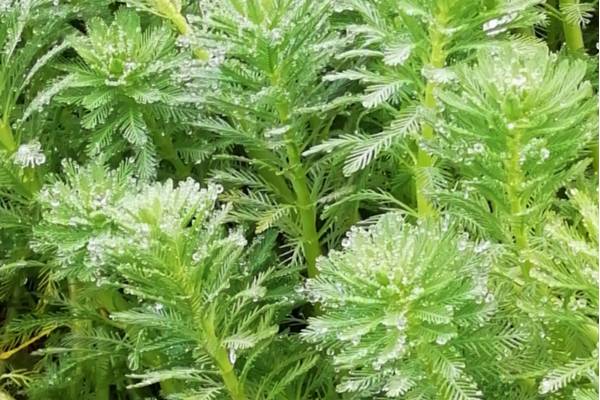 Myriophyllum aquaticum [Ph Anna Carpanelli ©]